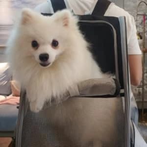 Innovative Traveler Bubble Backpack Pet Carriers for Dogs and Cats — 180° Viewing