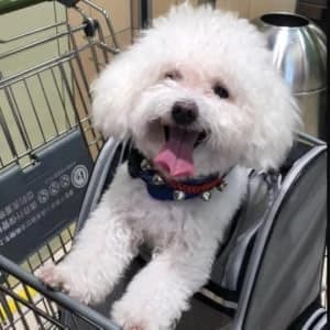 Innovative Traveler Bubble Backpack Pet Carriers for Dogs and Cats — 180° Viewing