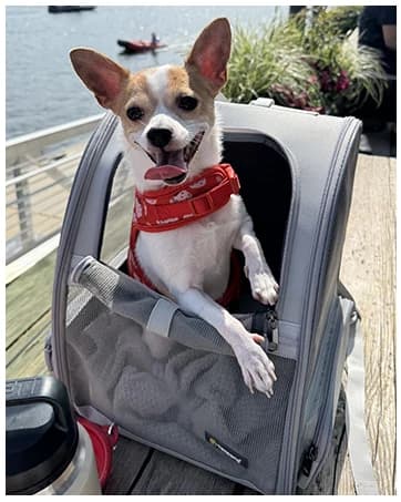 Innovative Traveler Bubble Backpack Pet Carriers for Dogs and Cats — collection imagery