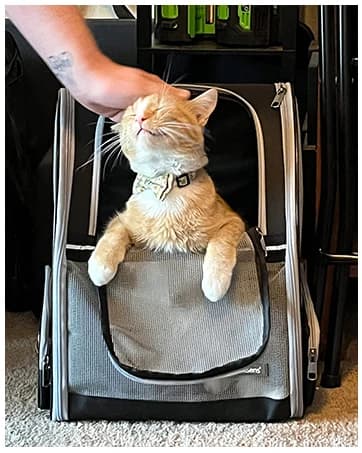 Innovative Traveler Bubble Backpack Pet Carriers for Dogs and Cats — collection imagery