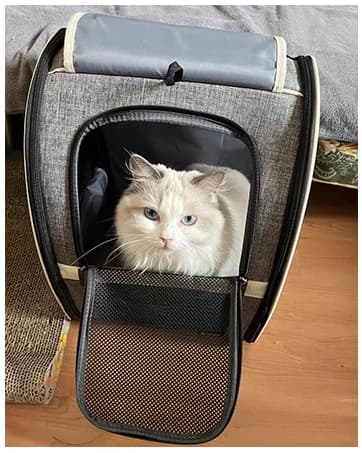 Innovative Traveler Bubble Backpack Pet Carriers for Dogs and Cats — collection imagery