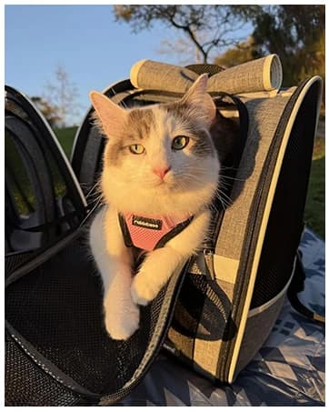 Innovative Traveler Bubble Backpack Pet Carriers for Dogs and Cats — collection imagery