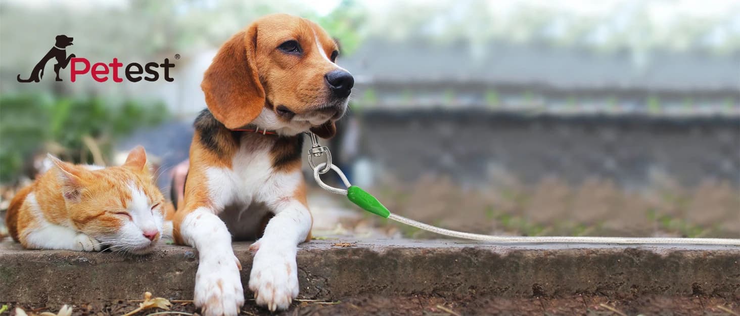 25ft Reflective Tie-Out Cable for Small Dogs Up to 35 Pounds — collection imagery