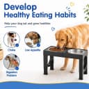 Elevated Dog Bowls Large Breed Raised Dogs Bowl Stand Large/Medium Sized Dog Stainless Steel Food Water Bowl
