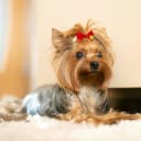 Small Dog Hair Bows with Rubber Bands for Small and Medium Dogs
