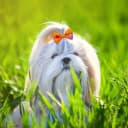 Small Dog Hair Bows with Rubber Bands for Small and Medium Dogs
