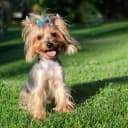Small Dog Hair Bows with Rubber Bands for Small and Medium Dogs