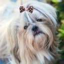 Small Dog Hair Bows with Rubber Bands for Small and Medium Dogs