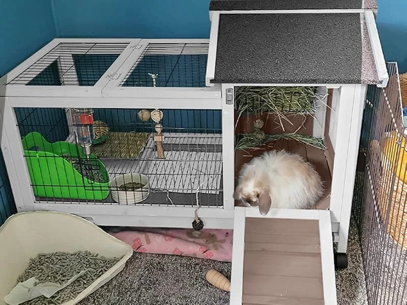 Rabbit Hutch Indoor Bunny Cage Outdoor Bunny House with Wire Floor Leakproof Plastic Tray — Voice of the Customer