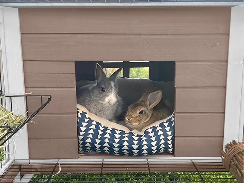 Rabbit Hutch Indoor Bunny Cage Outdoor Bunny House with Wire Floor Leakproof Plastic Tray — Voice of the Customer