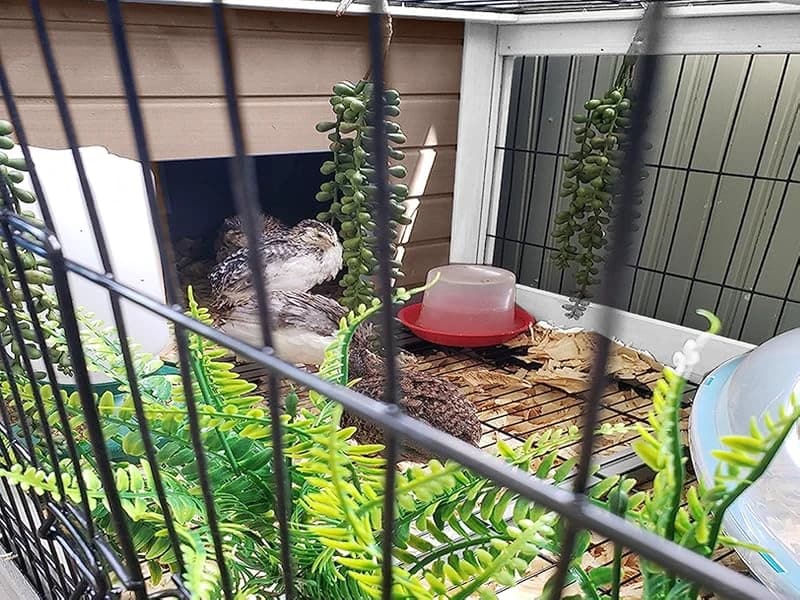 Rabbit Hutch Indoor Bunny Cage Outdoor Bunny House with Wire Floor Leakproof Plastic Tray — Voice of the Customer