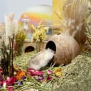 Coconut Hut Hamster House Bed — Natural Gerbils Hideout
