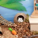 Coconut Hut Hamster House Bed — Natural Gerbils Hideout