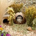 Coconut Hut Hamster House Bed — Natural Gerbils Hideout
