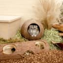 Coconut Hut Hamster House Bed — Natural Gerbils Hideout