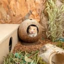 Coconut Hut Hamster House Bed — Natural Gerbils Hideout