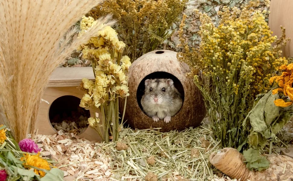 Coconut Hut Hamster House Bed — Natural Gerbils Hideout — product details