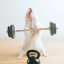 Super-Silent Hamster Exercise Wheels: Quiet — 10 inch Running Wheel — Double Bearings and Silent Design
