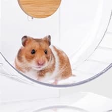 Super-Silent Hamster Exercise Wheels: Quiet — 10 inch Running Wheel — Double Bearings and Silent Design