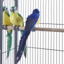 Large Budgie Cage Metal Bird Cage with Stand Rolling Parrot Cage for Cockatiels African Grey Conures Parakeets