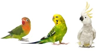 Bird Cage Liners 17 x 11in — 10-Pack — Why ?