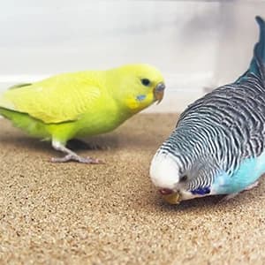 Bird Cage Liners 17 x 11in — 10-Pack — collection imagery
