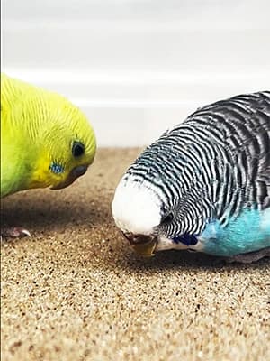 Bird Cage Liners 17 x 11in — 10-Pack — Why ?