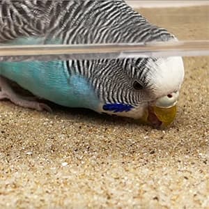 Bird Cage Liners 17 x 11in — 10-Pack — collection imagery