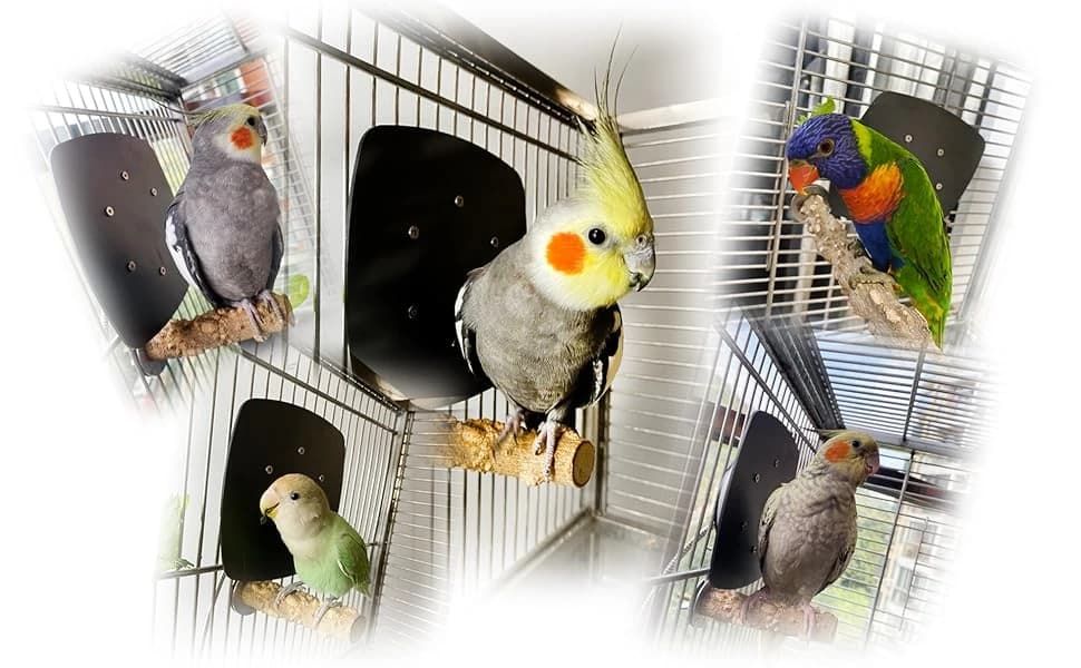Bird Heater — Thermostatical Bird Warmer for Parakeets — 's heating pad is specially Made for avian. It is popular among parrot owners