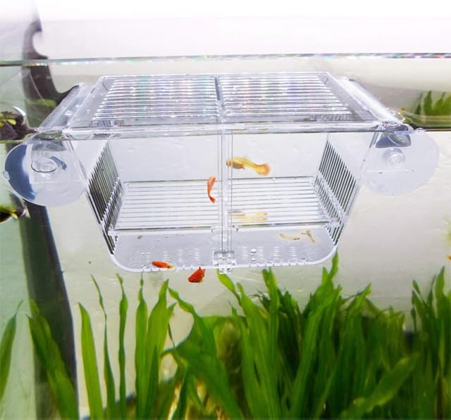 Fish Breeding Box — Acrylic Fish Isolation Box with Suction Cups