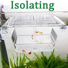 Fish Breeding Box — Acrylic Fish Isolation Box with Suction Cups — product details