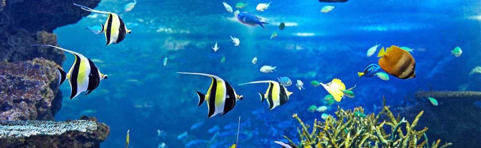 Aquarium Double Sponge Filter — collection imagery