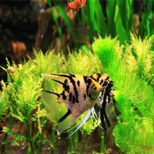 Aquarium Double Sponge Filter — collection imagery