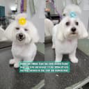 Pearl Flower Pet Hair Bows with Elastic Bands — 40 Pieces