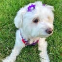 Pearl Flower Pet Hair Bows with Elastic Bands — 40 Pieces