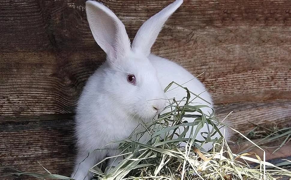 Rabbit Hay Feeder — Large Capacity Bunny Hay Rack for Rabbits — product details