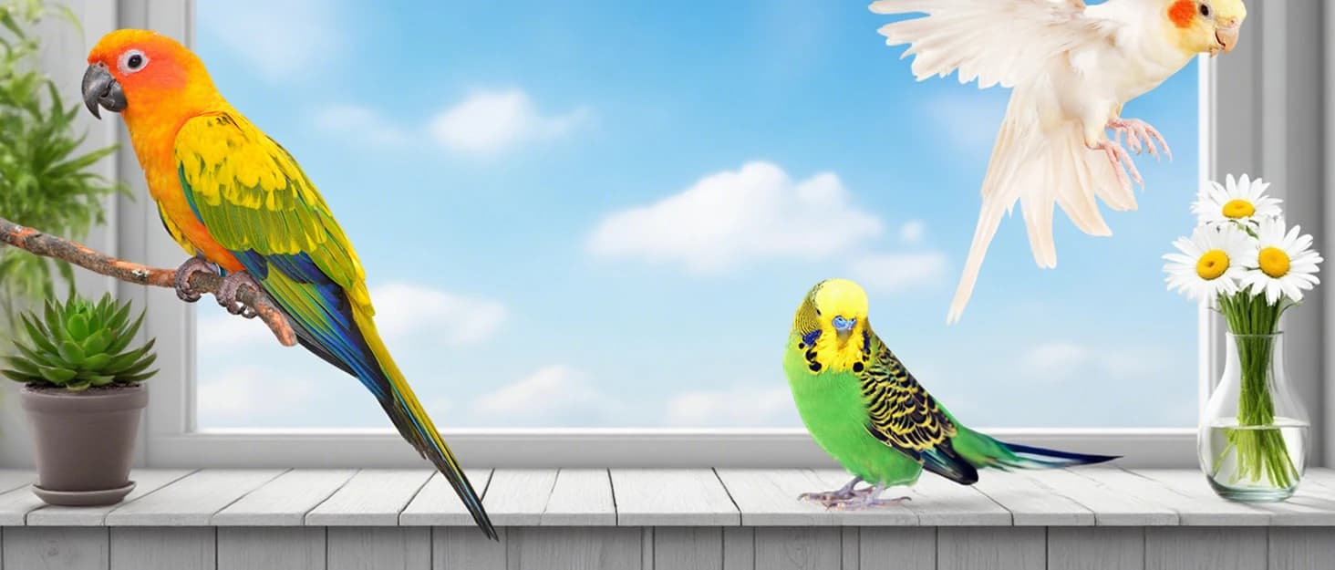 Parrot Bathtub Bird Automatic Bath Shower — collection imagery