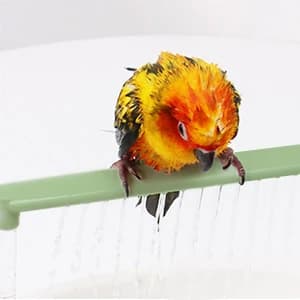 Parrot Bathtub Bird Automatic Bath Shower — collection imagery