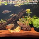 Natural Driftwood for Aquarium Decor Fish Tank Decorations Reptile Decor Driftwood Decor — 3 Pieces 7"-11"