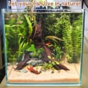 Natural Driftwood for Aquarium Decor Fish Tank Decorations Reptile Decor Driftwood Decor — 3 Pieces 7"-11"