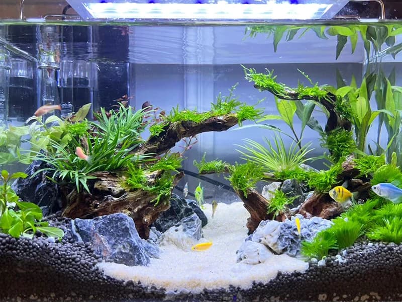 Natural Driftwood for Aquarium Decor Fish Tank Decorations Reptile Decor Driftwood Decor — 3 Pieces 7"-11" — product details
