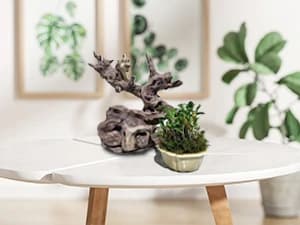 Natural Driftwood for Aquarium Decor Fish Tank Decorations Reptile Decor Driftwood Decor — 3 Pieces 7"-11" — Driftwood Sinks Better