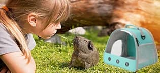 Guinea Pig Carrier Backpack — Clear Bubble Window Backpack for Guinea Pig — collection imagery