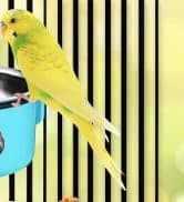 Bird Feeding Dish Cups Parrot Food Bowl Clamp Holder Coop Cup — 2PCS Bird Cage Water Bowl for Parakeet African — collection imagery