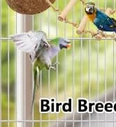 Bird Feeding Dish Cups Parrot Food Bowl Clamp Holder Coop Cup — 2PCS Bird Cage Water Bowl for Parakeet African — collection imagery