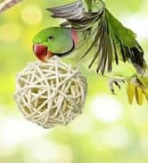 Bird Feeding Dish Cups Parrot Food Bowl Clamp Holder Coop Cup — 2PCS Bird Cage Water Bowl for Parakeet African — collection imagery