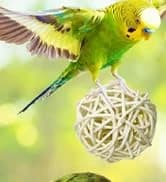 Bird Feeding Dish Cups Parrot Food Bowl Clamp Holder Coop Cup — 2PCS Bird Cage Water Bowl for Parakeet African — collection imagery