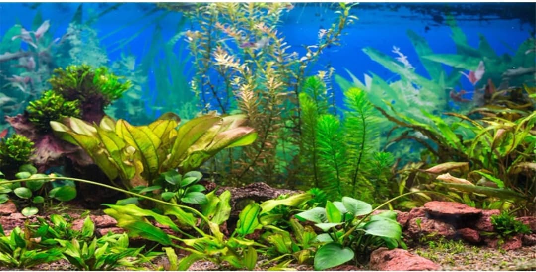 48x24 in Aquatic Plant Aquarium Backdrop — Riverbed Fish Tank Background