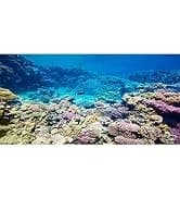 48x24 in Aquatic Plant Aquarium Backdrop — Riverbed Fish Tank Background — collection imagery