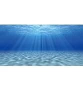 48x24 in Aquatic Plant Aquarium Backdrop — Riverbed Fish Tank Background — collection imagery